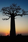 Baobabs Adansonia Grandidieri at sunset, Morondava, Madagascar Baobabs Adansonia Grandidieri au coucher de soleil, Morondava, Madagascar Baobab Adansonia Grandidieri bei Sonnenuntergang, Morondava, Madagaskar