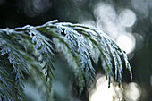 Close-up of frosty fir tree branch