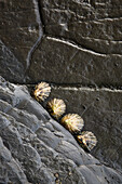 Limpets on ´flysch´ at Punta Mendata, Deva, Guipuzcoa  Gipuzkoa), Basque Country, Spain