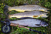 Grayling and brown trout