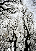 Trees at winter