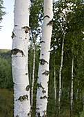 Birch tree, bark, close-up