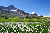 Meadows of cotton grass in front of Corno dei Tre Signori, Gaviapass, Ortler mountain range, Stelvio national park, Lombardy, Italy