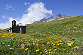 Kapelle in Blumenwiese mit Bergen im Hintergrund, Gaviapass, Ortlergruppe, Nationalpark Stilfser Joch, Lombardei, Italien