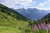 Flowering meadow in the valley of Mullitztal, Lasoerling, valley of Virgental, Venediger range, Eastern Tyrol, Austria