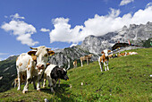 Kühe stehen vor Erichhütte, Berge im Hintergrund, Hochkönig, Berchtesgadener Alpen, Salzburg, Österreich