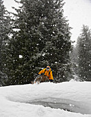 Skier in snow fall in forest, Klosters, Canton of Grisons, Switzerland