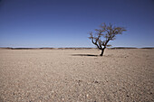 Murzuk Sandmeer mit Baum, Libyen, Afrika