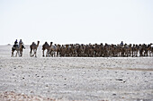 Kamelherde, Sudan, Afrika
