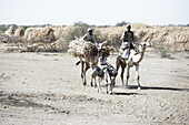 Farmers riding camels, Port Sudan, Sudan, Africa