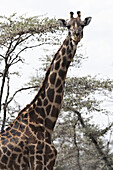 Giraffe in der Serengeti, Tansania, Afrika