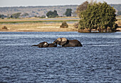 Elefanten durchqueren einen Fluß, Chobe Nationalpark, Botswana, Afrika