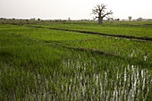 Rice fields with Baobab tree, Bolgatanga, Ghana, Africa