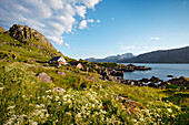 Häuser, Nappstraumen, Vestvågøya, Lofoten, Nordnorwegen, Norwegen