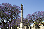 Säule mit Statue und blau blühenden Jacaranda Bäumen, Jerez de la Frontera, Andalusien, Spanien, Europa
