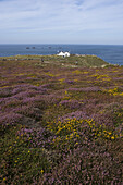 Blooming heather and The First and Last Refreshment House in England, Land's End, Cornwall, England, Europe