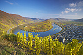 Horse-shoe bend of the river Mosel with Bremm, Wine district, Rhineland-Palatinate, Germany, Europe