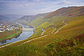 Horse-shoe bend of the river Mosel at Trittenheim, Wine district, Rhineland-Palatinate, Germany, Europe