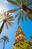 Minaret tower of the Great Mosque, Cordoba, Andalusia, Spain