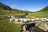 Herd, More og Romsdal county, Norway