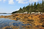 plants on rocky shore at lowest tide at the Atlantic coast at Nova Scotia, Canada, North America