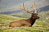 Male elk in alpine meadow in Rocky Mountain National Park, Colorado