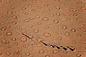 Namibia - The balloon ground crew tries to follow the flight direction of the hot-air balloon, crossing a sandy plain at the edge of the Namib Desert in the NamibRand Nature Reserve The so-calledFairy Circles,  are circular patches without any vegetatio