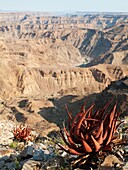 Namibia - Aloe gariepensis cling at the canyon walls of the Fish River Canyon, with a length of 160 km the second largest canyon in the world and the largest in Africa Ai-Ais Richtersfeld Transfrontier Park, Namibia