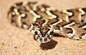 Puff Adder Bitis arietans - Beautifully patterned specimen Its venom is cytotoxic and fatal in humans Living Desert Snake Park, Swakopmund, Namibia