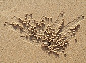 Thailand - When excavating their burrows at low tide, the tiny crabs of Railay Beach roll little sand balls and deposit them in the vicinity, forming some quite artistic patterns Phranang Peninsula, Krabi province, southern Thailand
