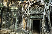 Ta Prohm temple. Angkor. Cambodia.