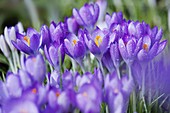 Spring Crocus Norfolk february