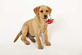 Yellow Labrador Puppy with rose