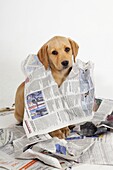 Yellow Labrador Puppy tearing up newspapers