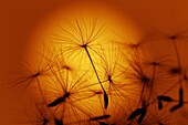 Dandelion Taxaxacum officinale seed head at Sunset