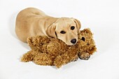 Yellow Labrador Puppy playing with cuddly Teddy Bear