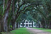 USA, Louisiana, St Francisville, Rosedown Planatation, b 1832, oak tree canopy driveway