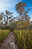 USA, Louisiana, Jean Lafitte National Historic Park and Preserve, swamp trail, morning