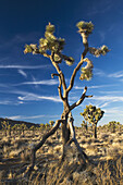 Joshua Tree (Yucca brevifolia) in Hidden Valley, Joshua Tree National Park, California, USA