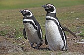 Magellanic Penguin, Spheniscus magellanicus, Order SPHENISCIFORMES, Family Spheniscidae Fakland Islands Pebble island