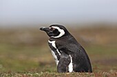 Magellanic Penguin, Spheniscus magellanicus, Order SPHENISCIFORMES, Family Spheniscidae Fakland Islands Pebble island