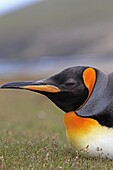 King Penguin, Aptenodytes patagonicus, Family : Spheniscidae, Order: Sphenisciformes, Falkland Islands, Saunders Island