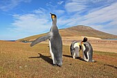 King Penguin, Aptenodytes patagonicus, Family Spheniscidae, Order: Sphenisciformes, Falkland Islands, Volonteer point