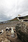 Black-browed Albatross, Mollymawk Thalassarche melanophris or Diomedea melanophris, Order : Procellariiformes, family : diomedeidae, Steeple jason, Falkland islands Malvinasislands