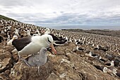 Black-browed Albatross, Mollymawk Thalassarche melanophris or Diomedea melanophris, Order : Procellariiformes, family : diomedeidae, Steeple jason, Falkland islands Malvinasislands