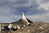 Black-browed Albatross, Mollymawk Thalassarche melanophris or Diomedea melanophris, Order : Procellariiformes, family : diomedeidae, Steeple jason, Falkland islands Malvinasislands