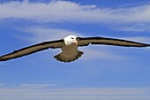 Black-browed Albatross, Mollymawk Thalassarche melanophris or Diomedea melanophris, Order : Procellariiformes, family : diomedeidae, Steeple jason, Falkland islands Malvinasislands