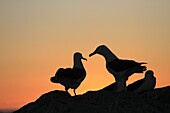 Black-browed Albatross, Mollymawk Thalassarche melanophris or Diomedea melanophris, Order : Procellariiformes, family : diomedeidae, Steeple jason, Falkland islands Malvinasislands