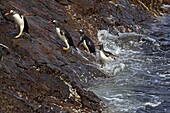 Gentoo Penguin, Pygoscelis papua papua, Order SPHENISCIFORMES, Family Spheniscidae Steeple jason Falkland-Malvinas Islands