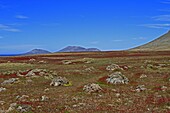 Steeple Jason Island Falklands islands Malvinas